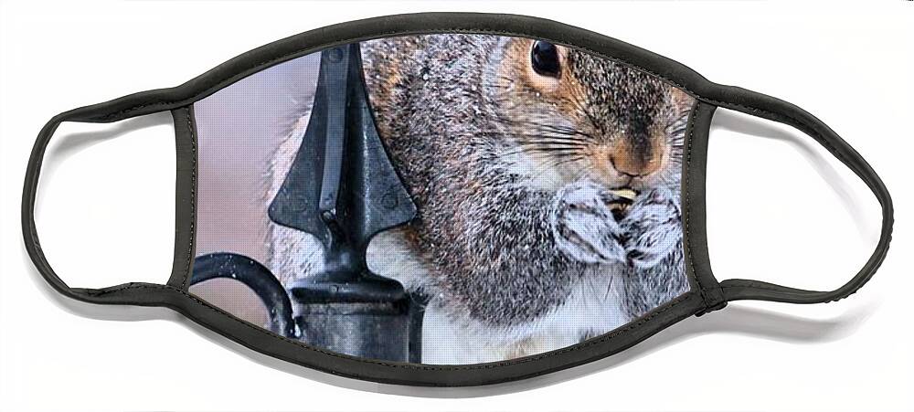Squirrel Face Mask featuring the photograph Got to love Them by Carol Montoya