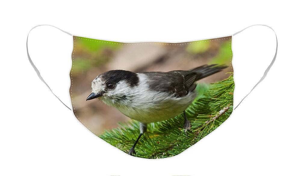 Animal Face Mask featuring the photograph Gray Jay on Fir Tree by Jeff Goulden