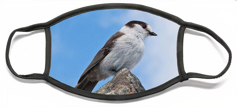 Animal Face Mask featuring the photograph Gray Jay With Blue Sky Background by Jeff Goulden