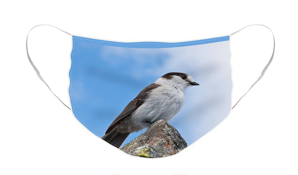 Animal Face Mask featuring the photograph Gray Jay With Blue Sky Background by Jeff Goulden