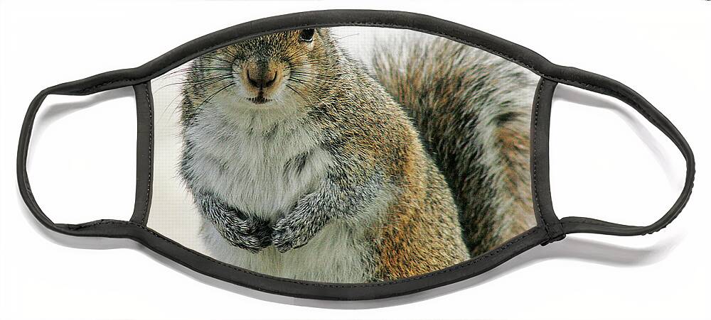 Nature Face Mask featuring the photograph Gray Squirrel by Cindi Ressler
