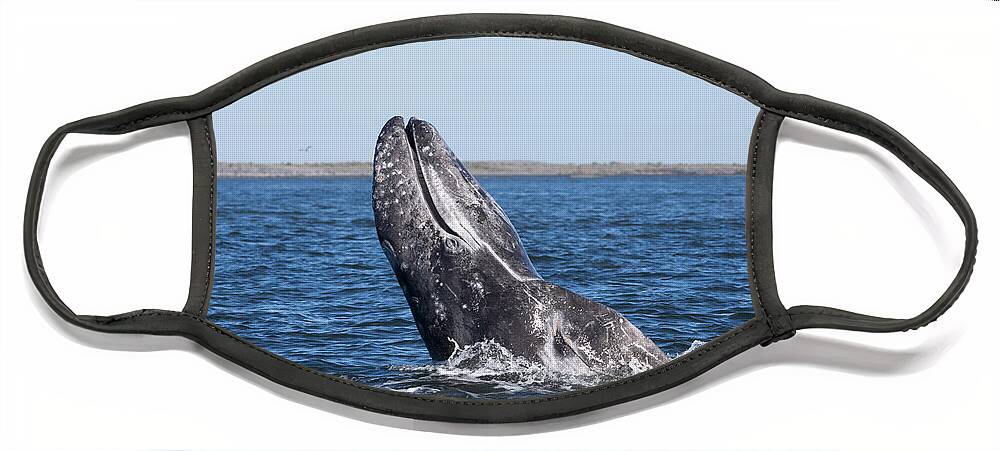 Feb0514 Face Mask featuring the photograph Gray Whale Spyhopping Magdalena Bay Baja by Flip Nicklin