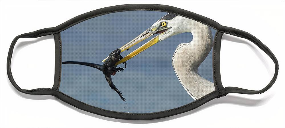 534099 Face Mask featuring the photograph Great Blue Heron Catching Baby Marine by Tui De Roy