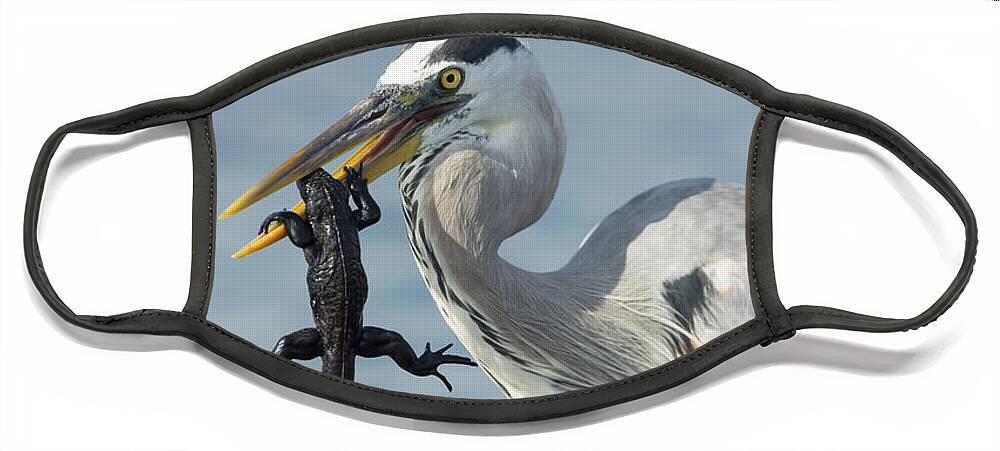 534100 Face Mask featuring the photograph Great Blue Heron Hunting Baby Marine by Tui De Roy