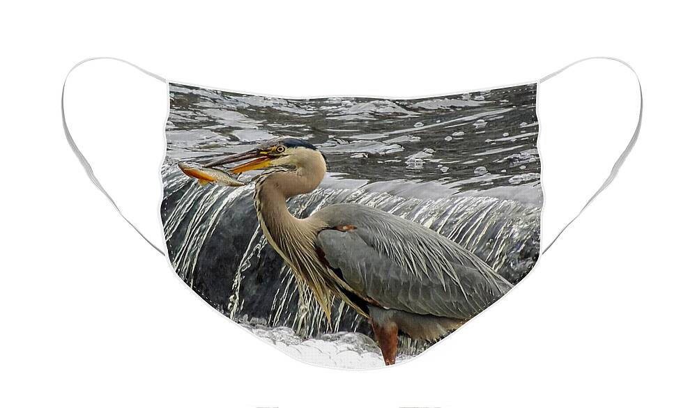 Nature Face Mask featuring the photograph Great Blue Heron with Fish by Robert Mitchell