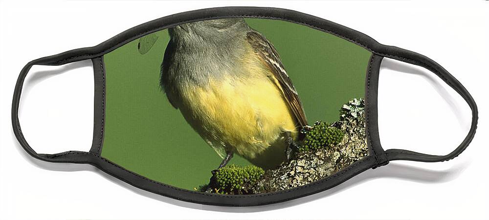 Feb0514 Face Mask featuring the photograph Great Crested Flycatcher With Insect by Tom Vezo