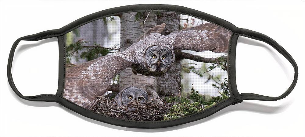 Great Gray Owl Face Mask featuring the photograph Great Gray Owl Nest by Max Waugh