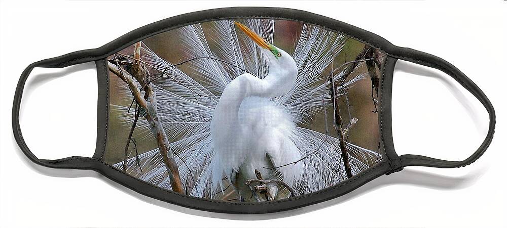 Birds Face Mask featuring the photograph Great White Egret With Breeding Plumage by Kathy Baccari