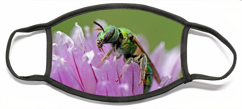 Insects Face Mask featuring the photograph Green Envy by Jennifer Robin