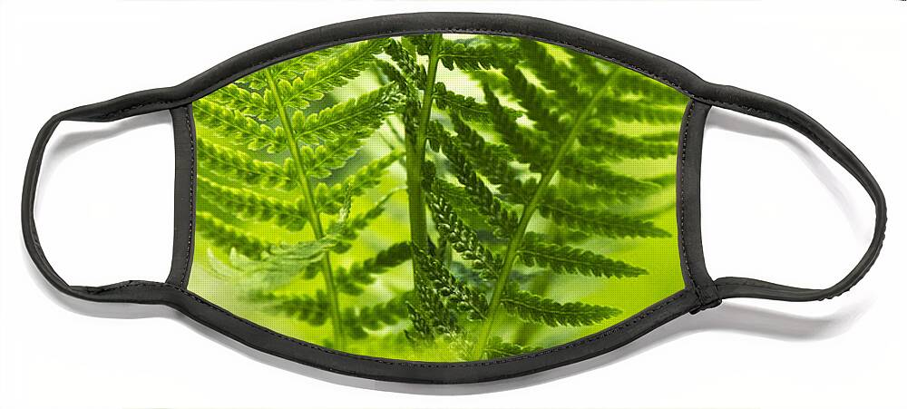 Fern Face Mask featuring the photograph Green Fern Art by Christina Rollo