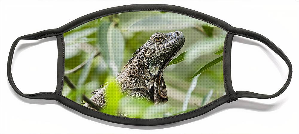 Feb0514 Face Mask featuring the photograph Green Iguana In Lowland Rainforest by Konrad Wothe