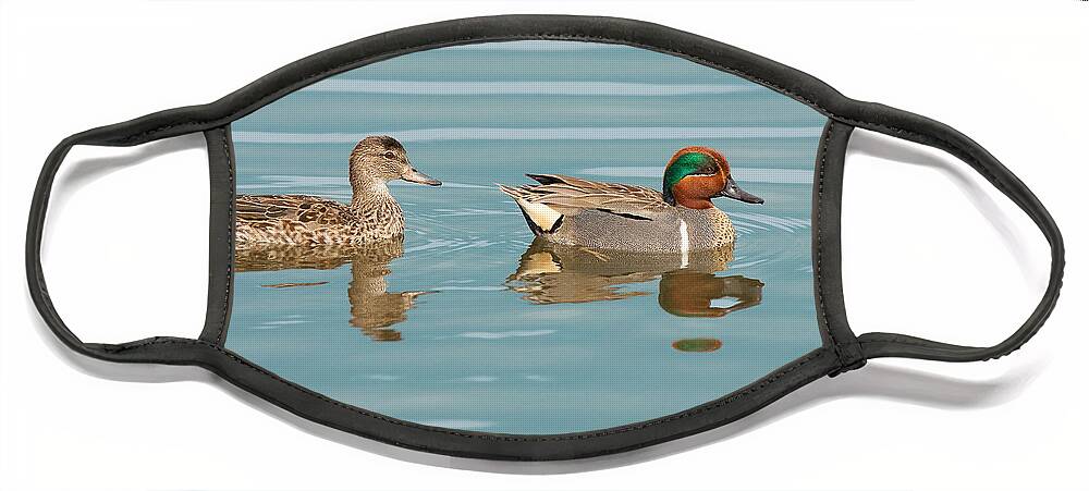 Green Winged Teal Face Mask featuring the photograph Green Winged Teal Couple Newport Beach California by Ram Vasudev