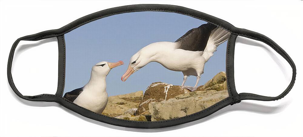 Flpa Face Mask featuring the photograph Greeting Black-browed Albatross Pair by Dickie Duckett