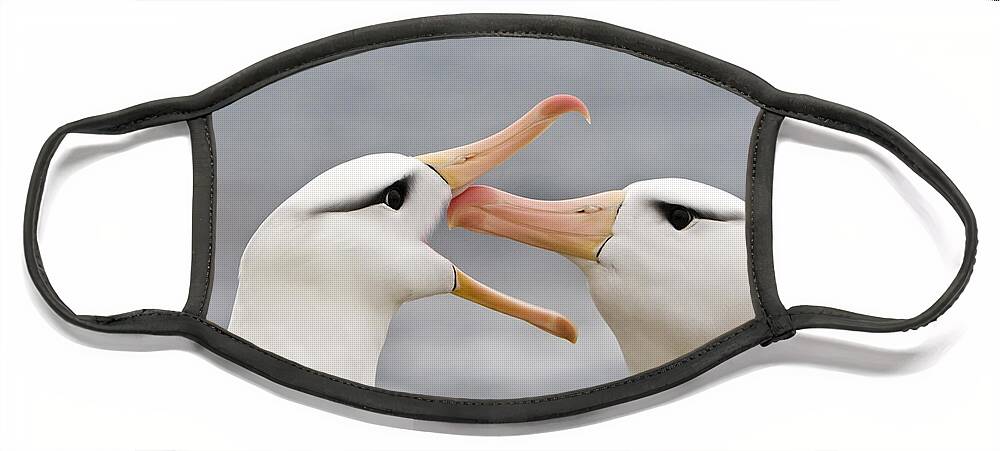 Flpa Face Mask featuring the photograph Greeting Black-browed Albatrosses by Dickie Duckett