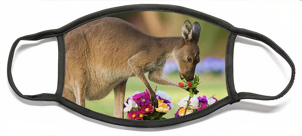 00451879 Face Mask featuring the photograph Grey Kangaroo Eating Graveyard Flowers by Yva Momatiuk and John Eastcott