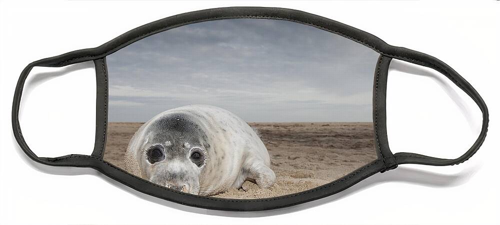 Kyle Moore Face Mask featuring the photograph Grey Seal On Beach Norfolk England by Kyle Moore