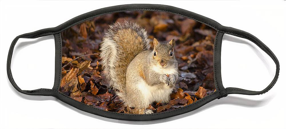 Squirrel Face Mask featuring the photograph Grey squirrel by Spikey Mouse Photography