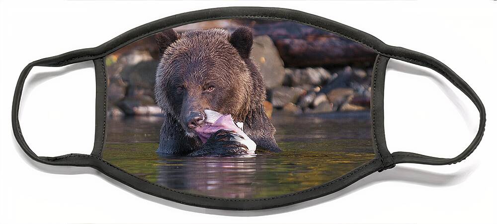 Grizzly Face Mask featuring the photograph Grizzly and Salmon by Bill Cubitt