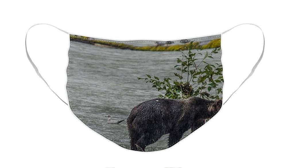 Grizzly Bear Face Mask featuring the photograph Grizzly Bear Late September 5 by Roxy Hurtubise