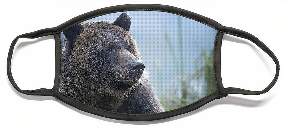 Bear Face Mask featuring the photograph Grizzly in Morning Light by Bill Cubitt
