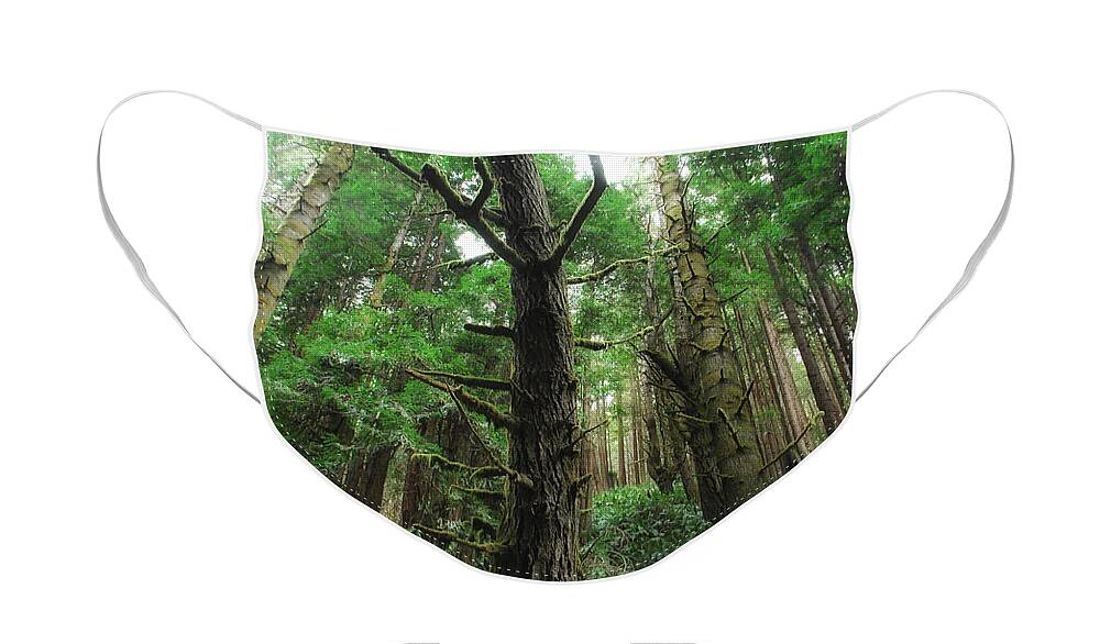 Mendocino County Face Mask featuring the photograph Groovin With The Redwoods by Donna Blackhall