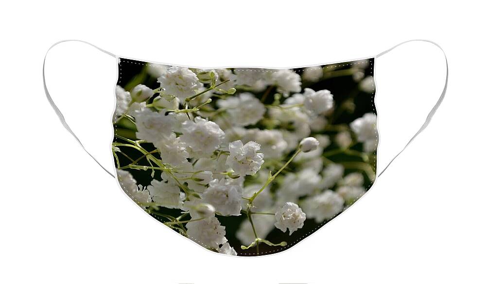 Gypsophilia Face Mask featuring the photograph Gypsophilia by Scott Lyons