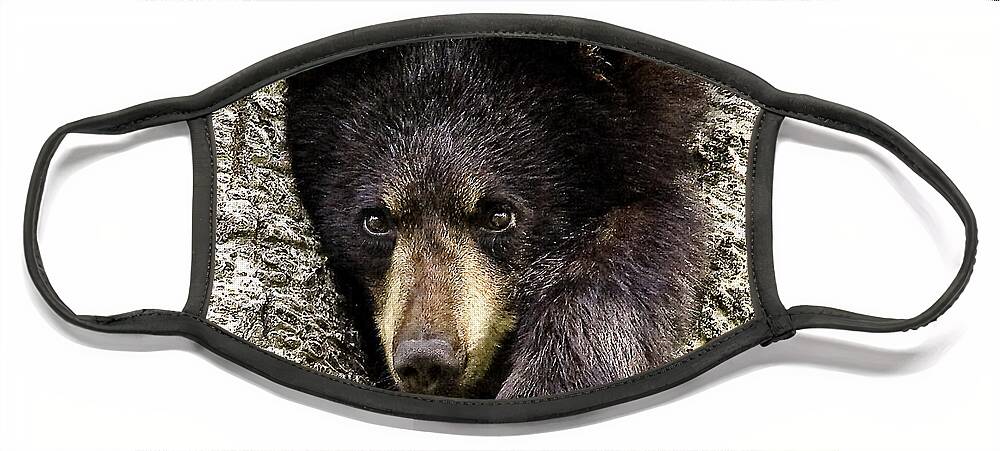 Bear Face Mask featuring the photograph Hanging Out by Jan Killian
