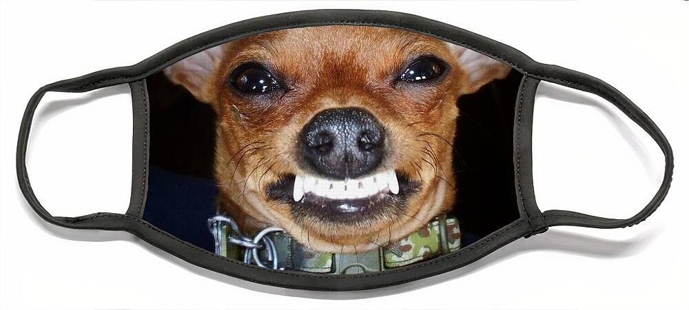 Chihuahua Face Mask featuring the photograph Happy Max by Shana Rowe Jackson