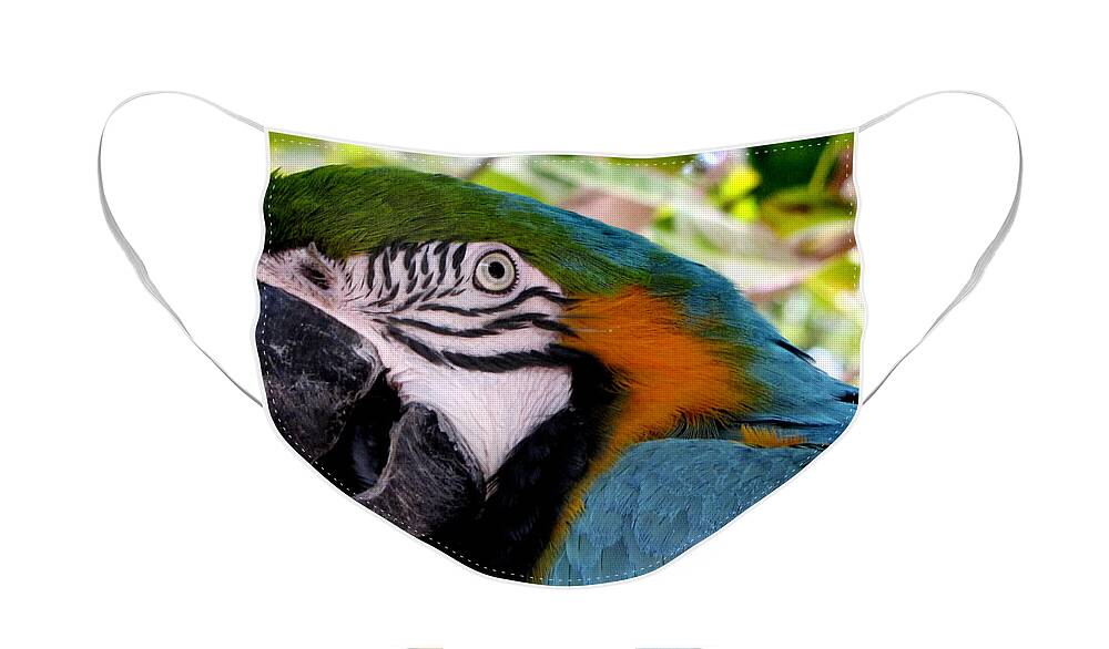 Parrot Face Mask featuring the photograph Harvey by Bob Slitzan