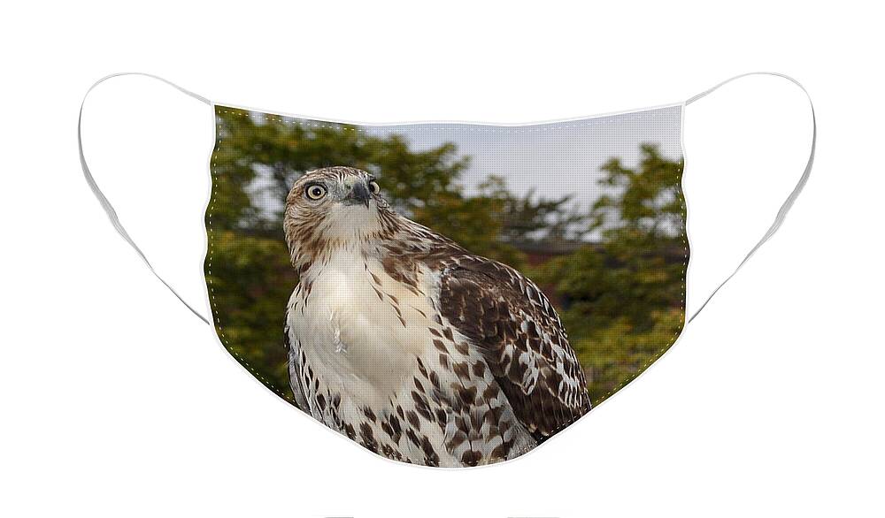 Hawk Face Mask featuring the photograph Hawk by Luke Moore