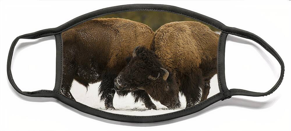 Yellowstone Face Mask featuring the photograph Head to Head by Bill Cubitt