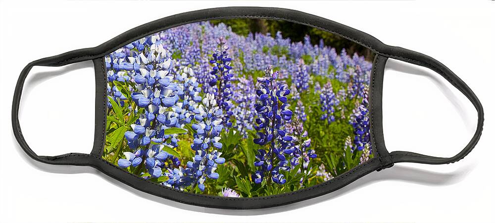 Alpine Prints Face Mask featuring the photograph Heavenly Blue Lupins by Theresa Tahara