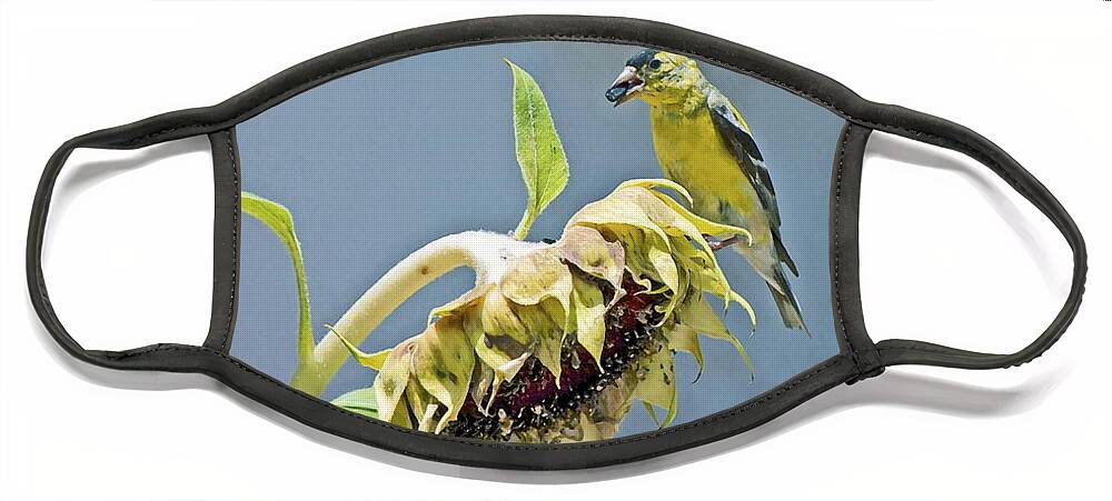 Bird Face Mask featuring the photograph Helping With Harvest by Gwyn Newcombe