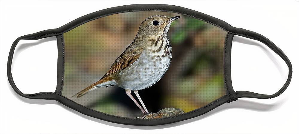 Hermit Thrush Face Mask featuring the photograph Hermit Thrush by Anthony Mercieca