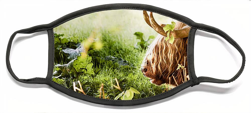 Animal Face Mask featuring the photograph Highland cow laying down by Simon Bratt