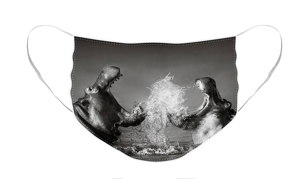 Hippo Face Mask featuring the photograph Hippo's fighting by Johan Swanepoel