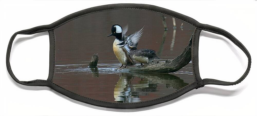 Nature Face Mask featuring the photograph Hooded Mergansers DWF017 by Gerry Gantt