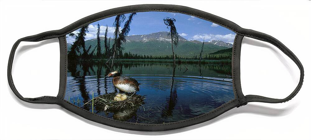 Feb0514 Face Mask featuring the photograph Horned Grebe Nesting In Boreal Pond by Michael Quinton