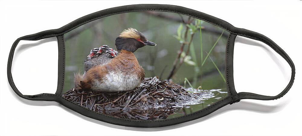 Feb0514 Face Mask featuring the photograph Horned Grebe On Nest With Chicks by Michael Quinton