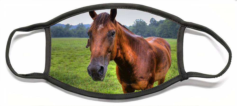 Horse Face Mask featuring the photograph Horse in a Field by Jonny D