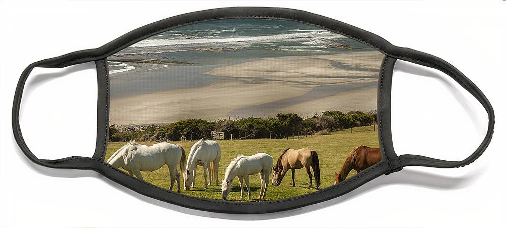 535894 Face Mask featuring the photograph Horses Grazing Golden Bay New Zealand by Colin Monteath