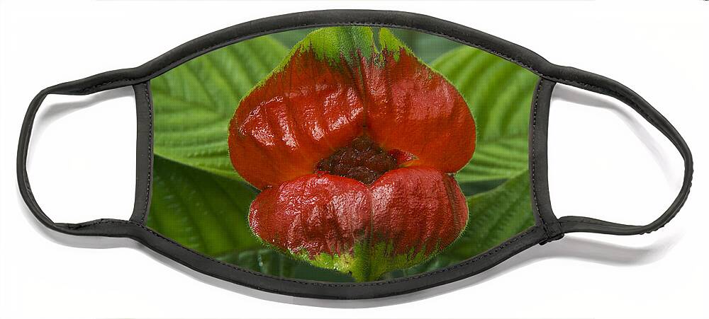 Pete Oxford Face Mask featuring the photograph Hot Lips Flower Ecuador by Pete Oxford