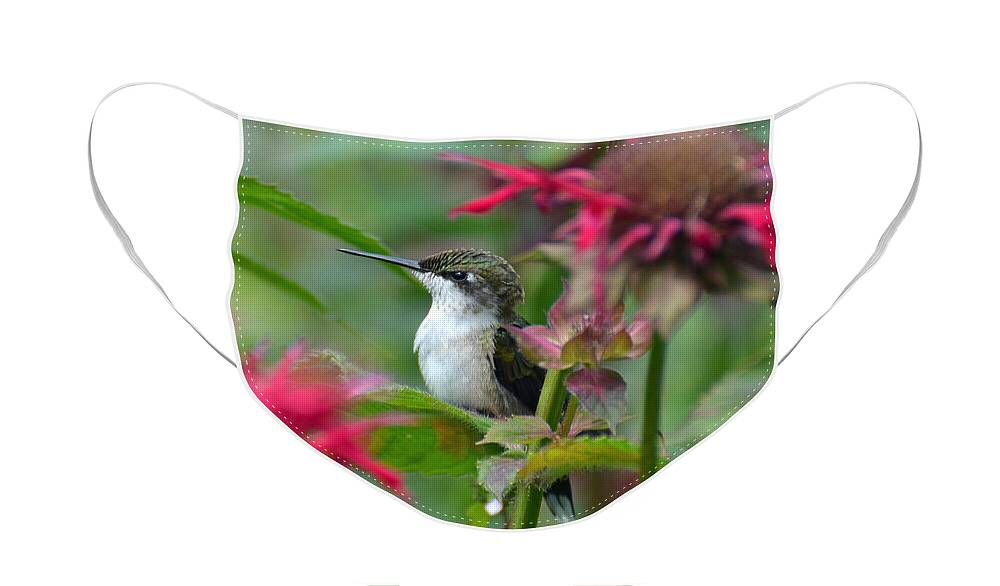 Bird Face Mask featuring the photograph Hummingbird on a Leaf by Rodney Campbell
