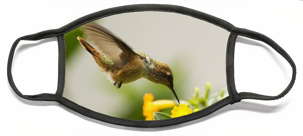 Hummingbird Face Mask featuring the photograph Hungry Flowerbird by Heiko Koehrer-Wagner