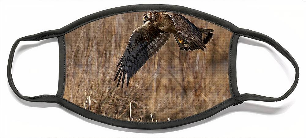 Raptor Face Mask featuring the photograph Hunting Harrier by Craig Leaper