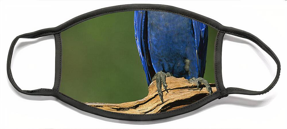 00216468 Face Mask featuring the photograph Hyacinth Macaw Brazil by Pete Oxford