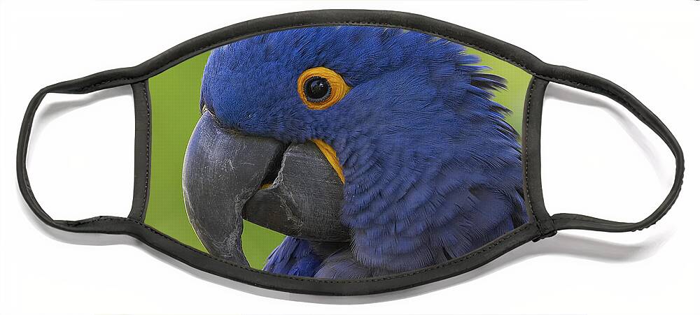 Feb0514 Face Mask featuring the photograph Hyacinth Macaw Portrait by San Diego Zoo