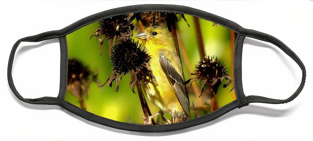 American Goldfinch Face Mask featuring the photograph I am a Flower Stalk Do You See Me by Carol Montoya