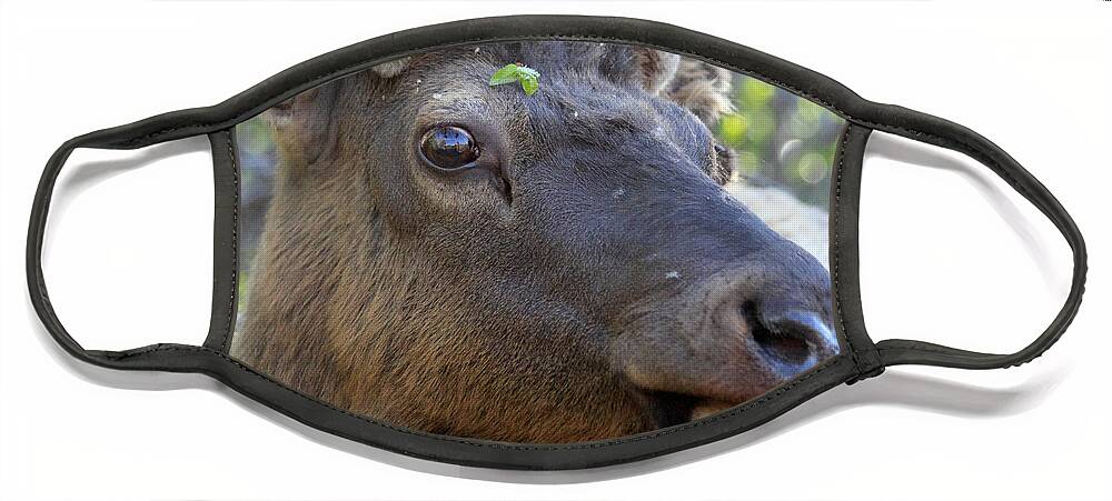 Elk Face Mask featuring the photograph I Have What On My Face? by Shane Bechler