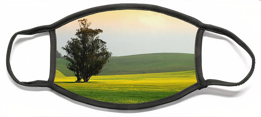 Mustard Flowers Face Mask featuring the photograph In Fields Of Gold by Donna Blackhall
